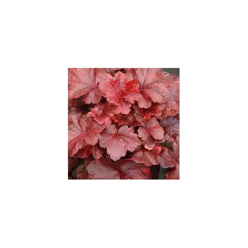 Heuchera 'Galaxy'®