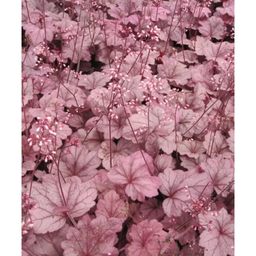 Heuchera Georgia Plum