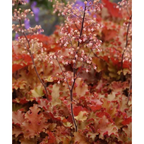 Heuchera Orangeberry