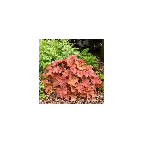 Heuchera Peachberry Ice