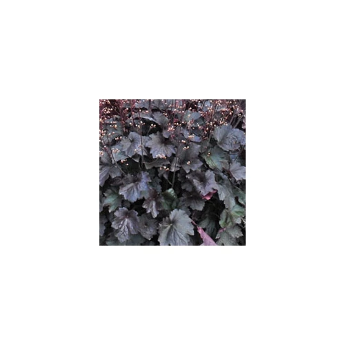 Heuchera 'Rex Black'®