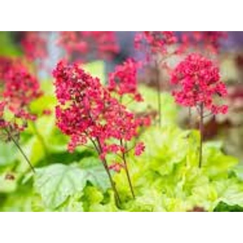 Heuchera 'Tokyo'®