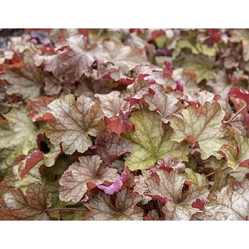 Heuchera 'World Caffé Americano'®