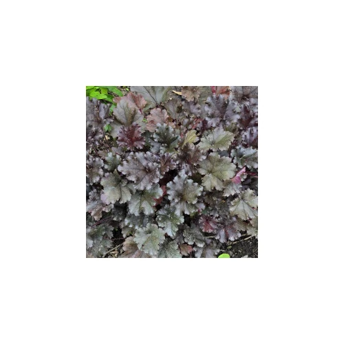 Heuchera 'World Caffé Espresso'®