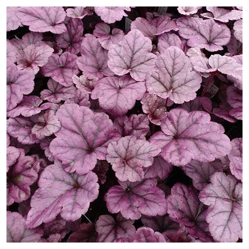 Heuchera wildberry®