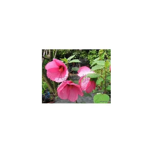 Hibiscus palustris rózsaszín kerti tavi növény