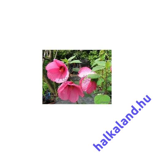Hibiscus palustris rózsaszín kerti tavi növény