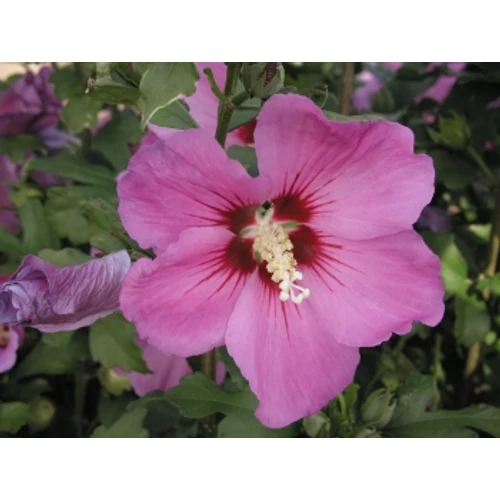 Hibiscus syriacus 'Russian Violet'