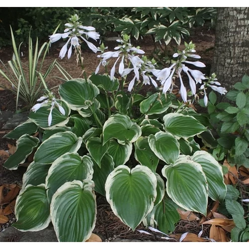 Hosta 'Sugar and Spice'