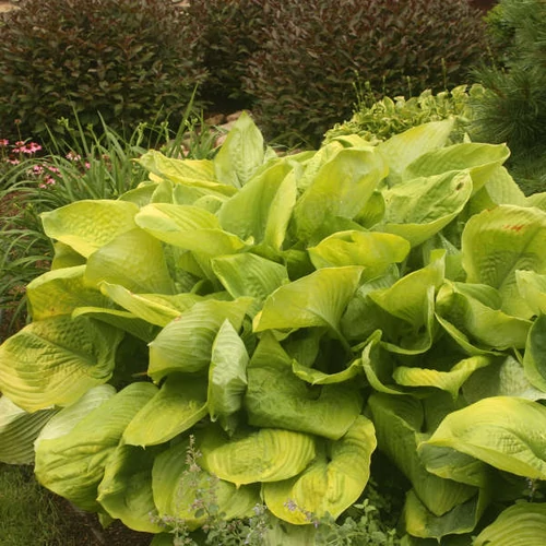 Hosta 'Sum and Substance'