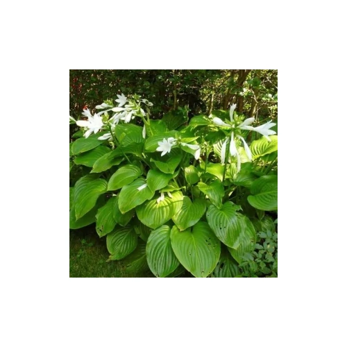 Hosta plantaginea 'Grandiflora'