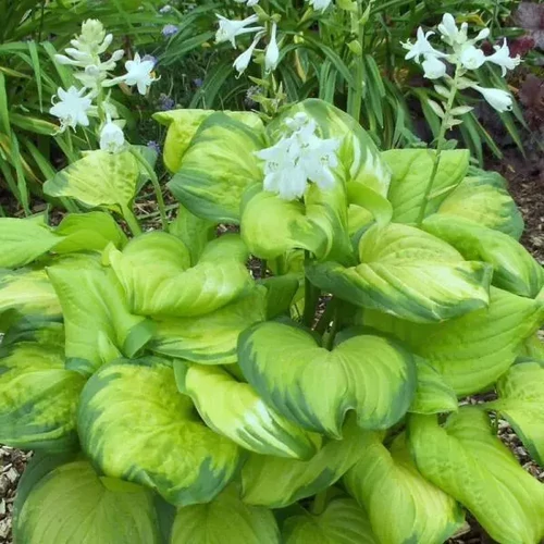 Hosta 'Guacamole'