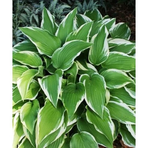Hosta Antioch