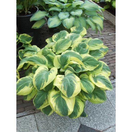 Hosta Carnival