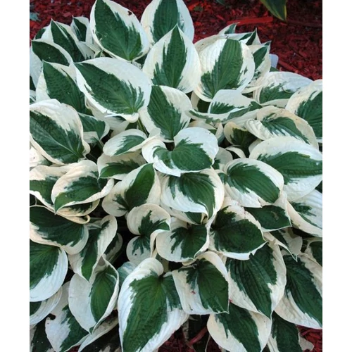 Hosta Patriot