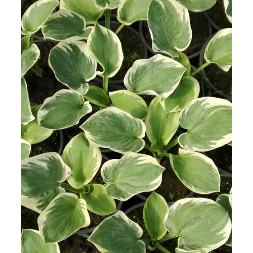 Hosta Snow Cap
