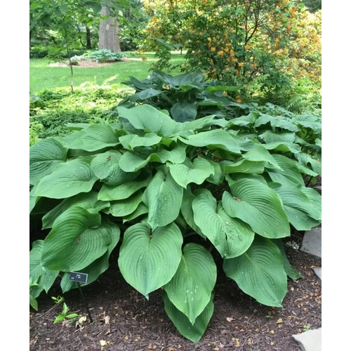 Hosta T-Rex