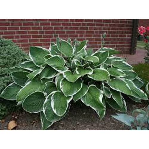Hosta fortunei Francee