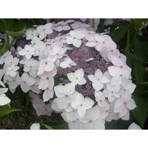 Hydrangea 'CLOUDi'® - Kékesfehér virágú cserjés hortenzia
