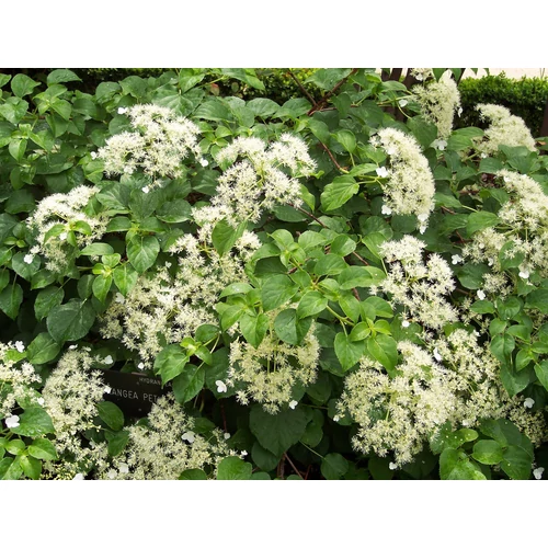 Hydrangea anomala petiolaris - 