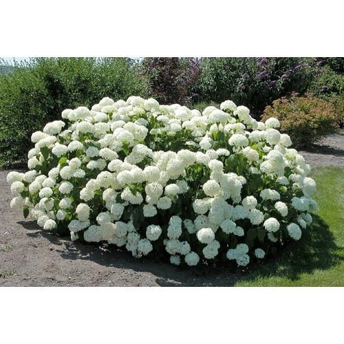 Hydrangea arborescens 'Annabelle' - Fehér gömb virágú cserjés hortenzia