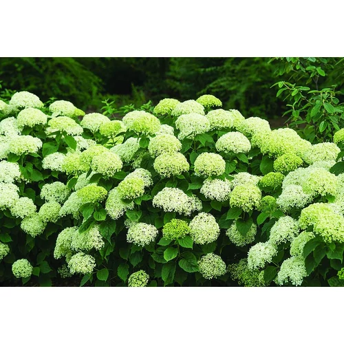 Hydrangea arborescens 'Bella Ragazza Limetta'® - 