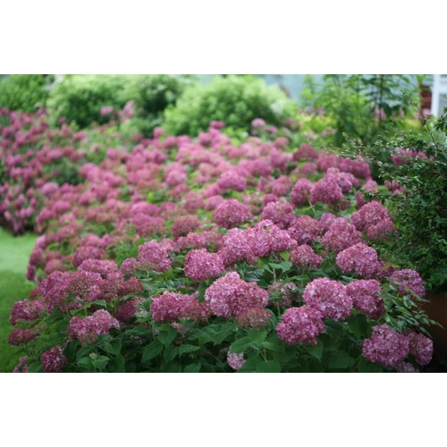 Hydrangea arborescens 'Bella Ragazza Mauvette'® - 