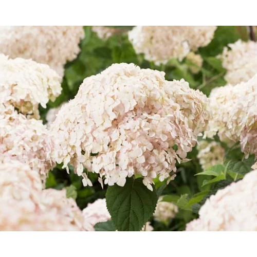 Hydrangea arborescens 'Candybelle Marshmallow'® - 