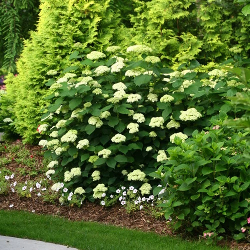 Hydrangea arborescens 'Lime Rickey'® - 