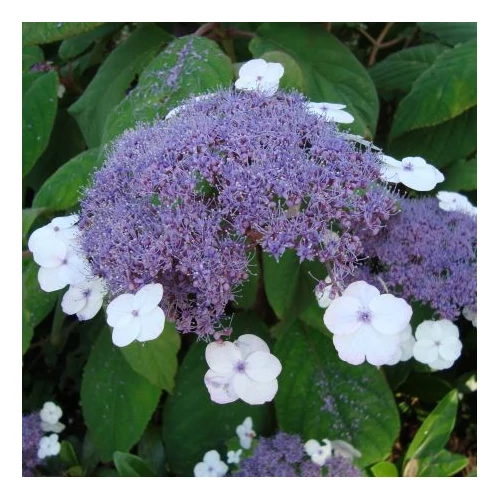 Hydrangea aspera 'Macrophylla' - 