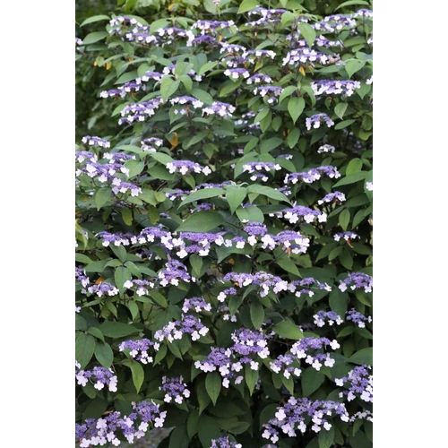 Hydrangea aspera 'Rosemary Foster' - 