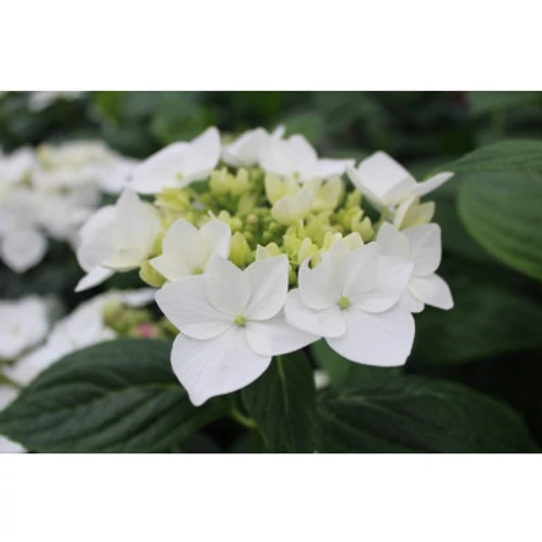 Hydrangea macrophylla 'Lanarth White' - 