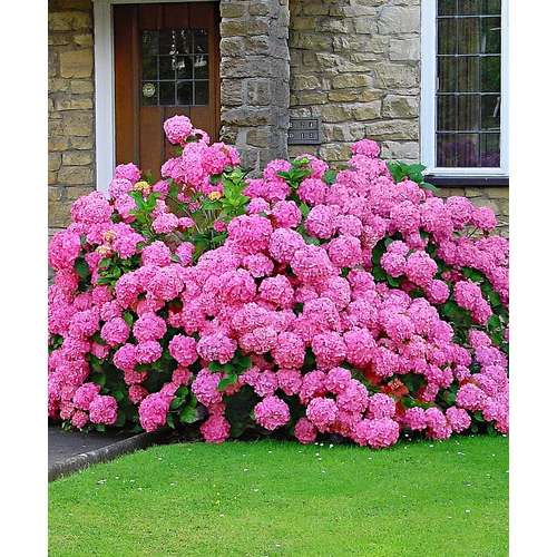 Hydrangea macrophylla 'Lavblaa' - Rózsaszín virágú hortenzia