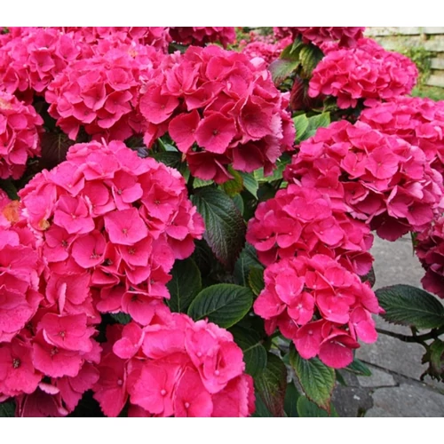 Hydrangea macrophylla 'Leuchtfeuer' - Rózsaszín virágú hortenzia