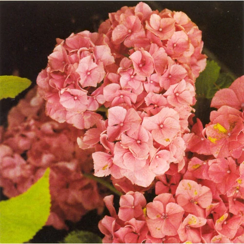 Hydrangea macrophylla 'Masja' (Sibilla) - Rózsaszín virágú hortenzia