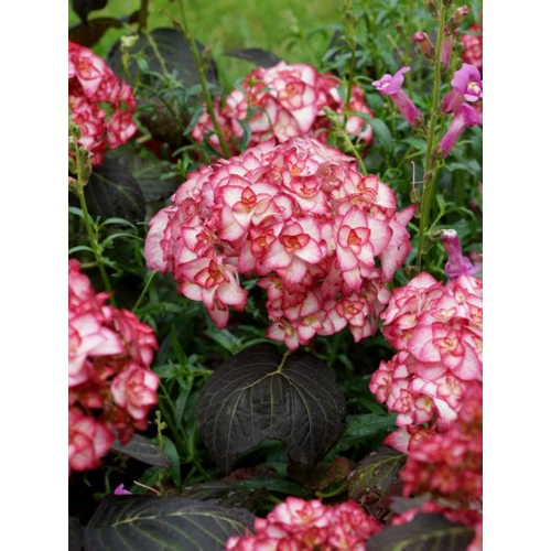 Hydrangea macrophylla 'Miss Saori'® - 