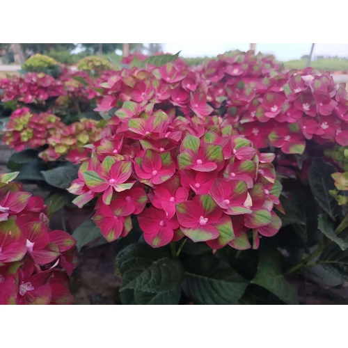 Hydrangea macrophylla 'Rembrandt Rosso Glory' - 