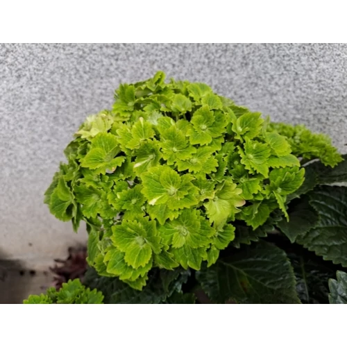 Hydrangea macrophylla 'Rembrandt Vibrant Verde' - 