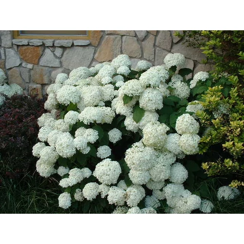 Hydrangea macrophylla 'Sneeuwbal' - Fehér virágú hortenzia