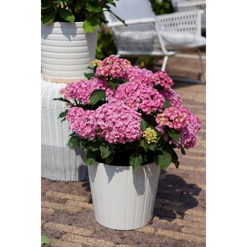 Hydrangea macrophylla 'Together'® - 