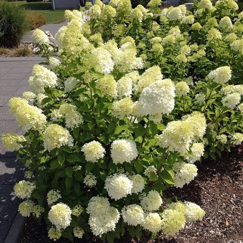 Hydrangea paniculata 'Bobo' ® - Fehér, kúpvirágú bugás hortenzia - alacsony