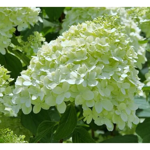 Hydrangea paniculata 'Bombshell'® - Fehér, kúpvirágú bugás hortenzia - alacsony