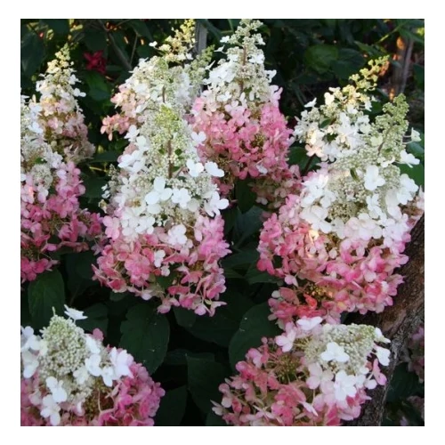 Hydrangea paniculata 'Candlelight' ® - Fehér, kúpvirágú bugás hortenzia