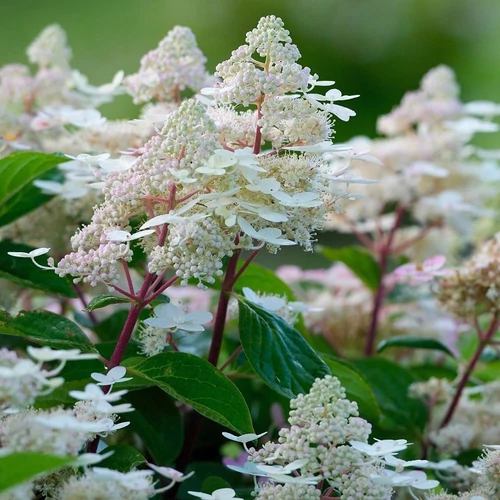 Hydrangea paniculata 'Early Harry'® - 