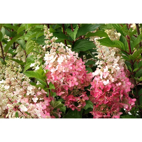 Hydrangea paniculata 'Early Sensation'® - Rózsaszín, kúpvirágú bugás hortenzia