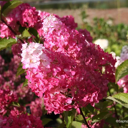 Hydrangea paniculata 'Fraise Melba'®  - 