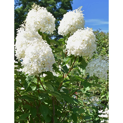 Hydrangea paniculata 'Grandiflora' - Fehér, kúpvirágú bugás hortenzia