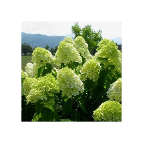 Hydrangea paniculata 'Greenlight'® - 