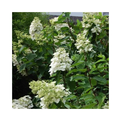 Hydrangea paniculata 'Kyushu' - Kyushu' bugás hortenzia