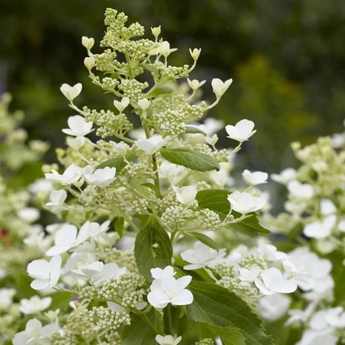 Hydrangea paniculata 'Levana'® - 